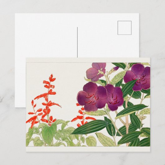 Scarlet, Melastoma van Tanigami Konan Briefkaart (Voorkant / Achterkant)