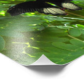 Scarlet Mormon Butterfly Foto Afdruk (Hoek)