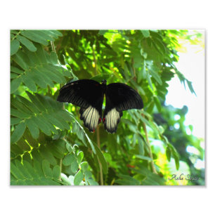 Scarlet Mormon Butterfly Foto Afdruk