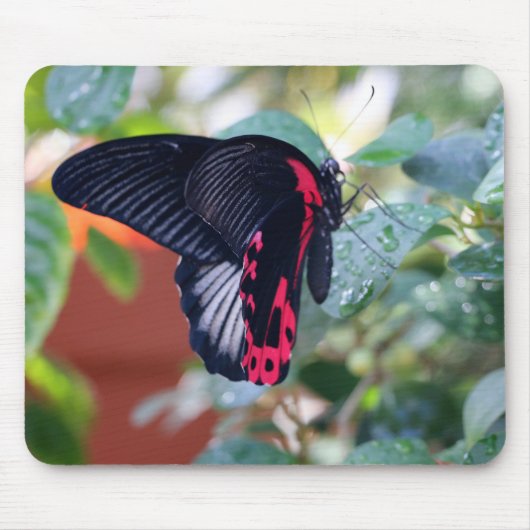 Scarlet Mormon Butterfly Muismat (Voorkant)