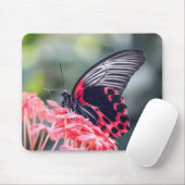 Scarlet Mormon vlinder, insect, mooie bloem Muismat (Met muis)