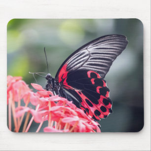 Scarlet Mormon vlinder, insect, mooie bloem Muismat