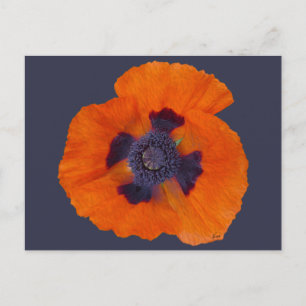 Scarlet Oranje Poppy 1 Briefkaart