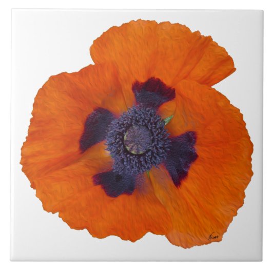 Scarlet Oranje Poppy 1 Tegeltje (Voorkant)