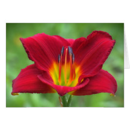 Scarlet Orbit Daylily