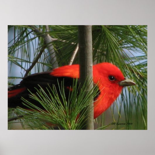 Scarlet O'Tanager Poster (Voorkant)