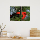 Scarlet O'Tanager Poster (Keuken)