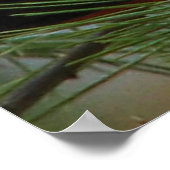 Scarlet O'Tanager Poster (Hoek)