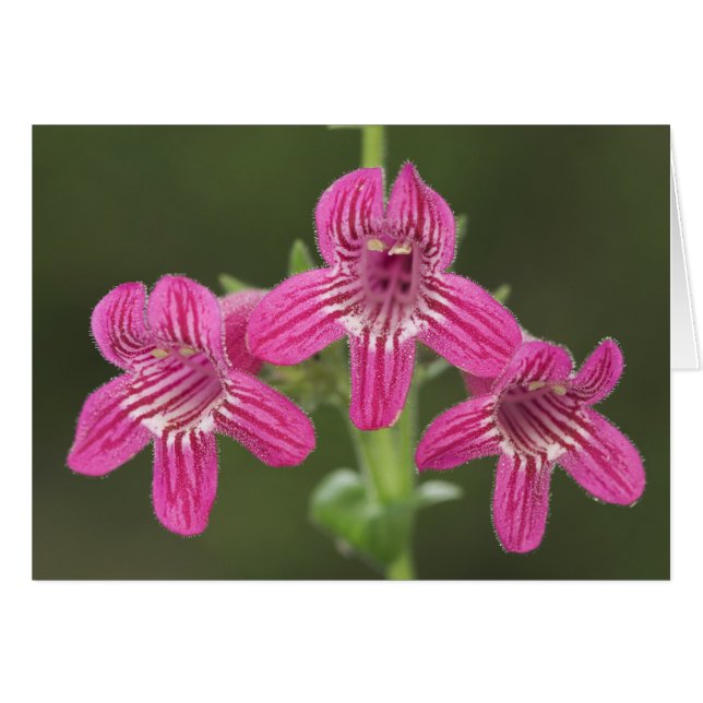 Scarlet Penstemon, Penstemon triflorus (Voorkant Horizontaal)