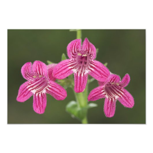 Scarlet Penstemon, Penstemon triflorus, Foto Afdruk (Voorkant)