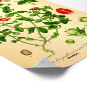 Scarlet Pimpernel (Anagallis caerulea) Poster (Hoek)