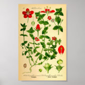 Scarlet Pimpernel (Anagallis caerulea) Poster (Voorkant)