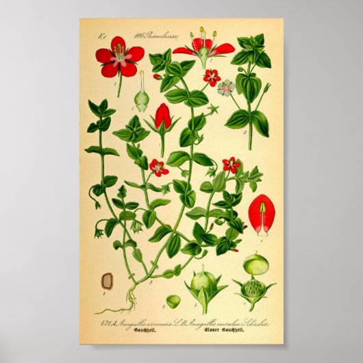 Scarlet Pimpernel (Anagallis caerulea) Poster (Voorkant)