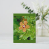 Scarlet Pimpernel Wildflower Briefkaart (Staand voorkant)