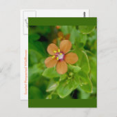 Scarlet Pimpernel Wildflower Briefkaart (Voorkant / Achterkant)