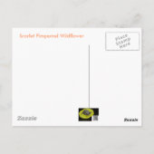 Scarlet Pimpernel Wildflower Briefkaart (Achterkant)