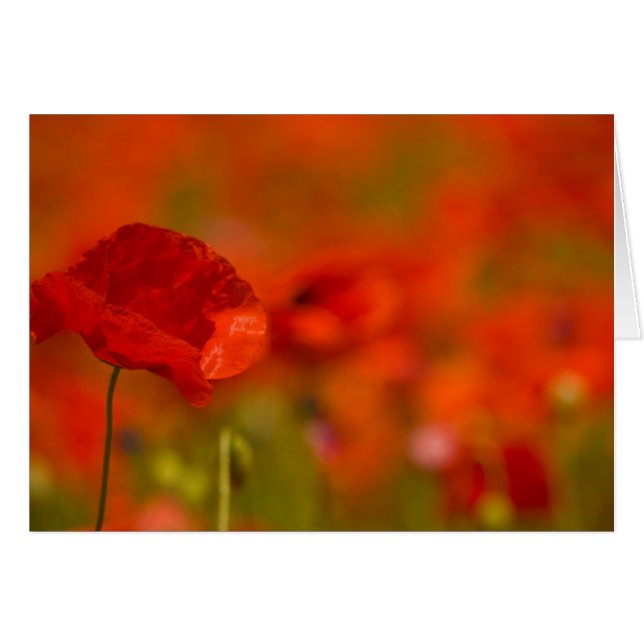 Scarlet Poppies (Voorkant Horizontaal)