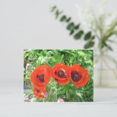 Scarlet Poppies/Briefkaart Briefkaart (Staand voorkant)
