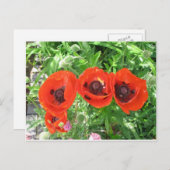 Scarlet Poppies/Briefkaart Briefkaart (Voorkant / Achterkant)