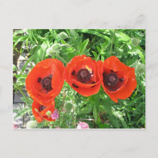 Scarlet Poppies/Briefkaart Briefkaart