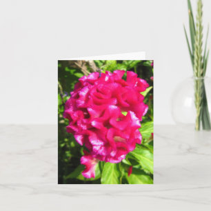 Scarlet Red Celosia Photo Folded Note Kaart