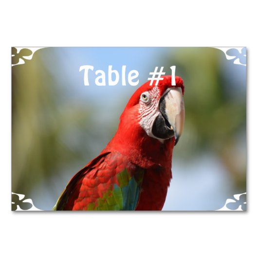 Scarlet Red Macaw Kaart (Voorkant)