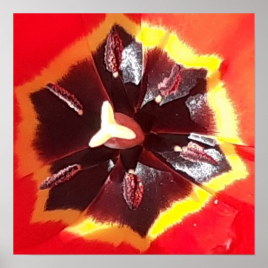 Scarlet Red Tulip Poster (Voorkant)