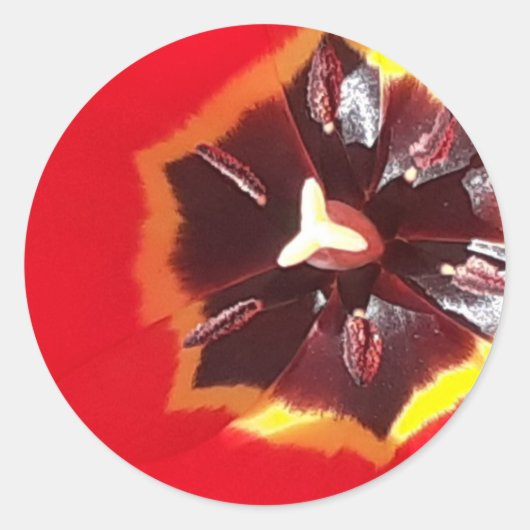 Scarlet Red Tulip Ronde Sticker (Voorkant)