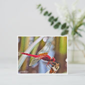 Scarlet Skimmer Briefkaart (Staand voorkant)