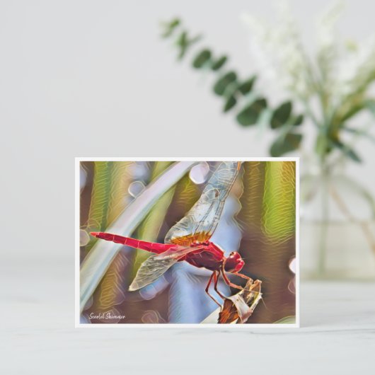 Scarlet Skimmer Briefkaart (Staand voorkant)