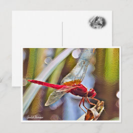 Scarlet Skimmer Briefkaart