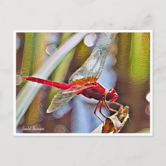 Scarlet Skimmer Briefkaart (Voorkant)