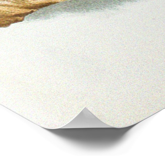  Scarlet Sophronitis Orchidee Flower Poster (Hoek)