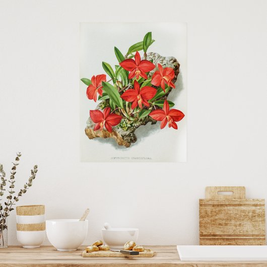  Scarlet Sophronitis Orchidee Flower Poster (Keuken)