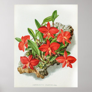  Scarlet Sophronitis Orchidee Flower Poster