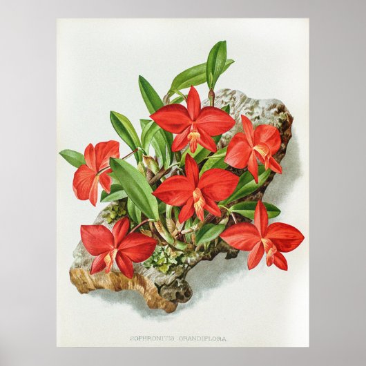  Scarlet Sophronitis Orchidee Flower Poster (Voorkant)