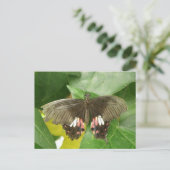 Scarlet Swallowtail Butterfly Briefkaart (Staand voorkant)