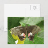 Scarlet Swallowtail Butterfly Briefkaart (Voorkant / Achterkant)