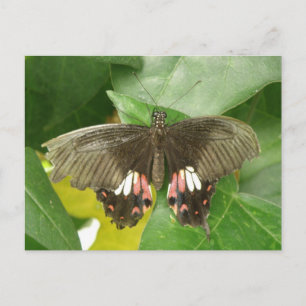 Scarlet Swallowtail Butterfly Briefkaart