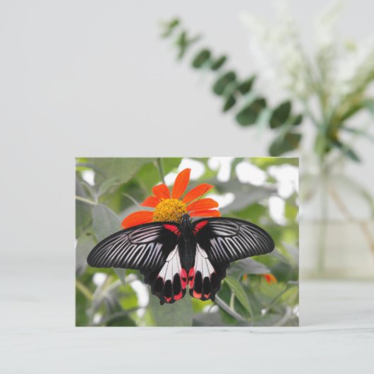 Scarlet Swallowtail Butterfly Briefkaart (Staand voorkant)