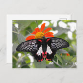 Scarlet Swallowtail Butterfly Briefkaart (Voorkant / Achterkant)