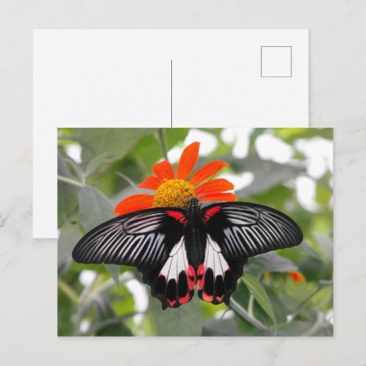 Scarlet Swallowtail Butterfly Briefkaart (Voorkant / Achterkant)