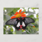 Scarlet Swallowtail Butterfly Briefkaart (Voorkant)