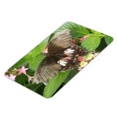 Scarlet Swallowtail Butterfly Macro Flexi Magnet Magneet (Linkerzijde)