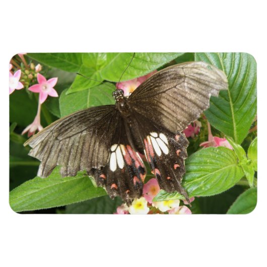 Scarlet Swallowtail Butterfly Macro Flexi Magnet Magneet (Horizontaal)