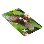 Scarlet Swallowtail Butterfly Macro Flexi Magnet Magneet (Rechterzijde)