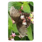 Scarlet Swallowtail Butterfly Macro Flexi Magnet Magneet (Verticaal)