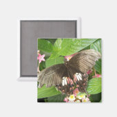 Scarlet Swallowtail Butterfly Macro Magnet (Voorkant / Achterkant)