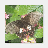 Scarlet Swallowtail Butterfly Macro Magnet (Voorkant)
