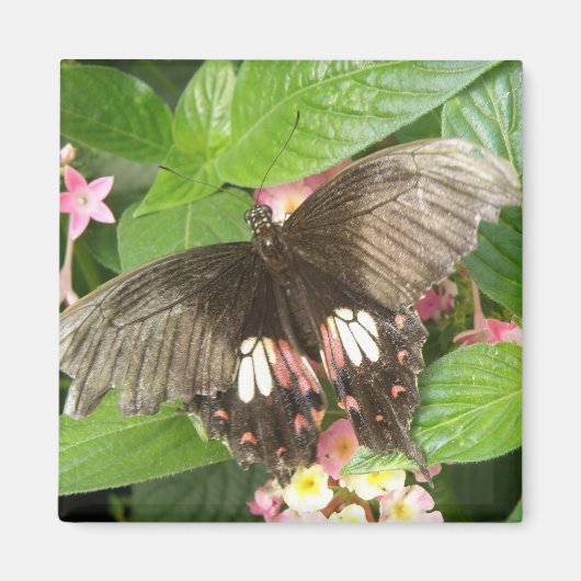 Scarlet Swallowtail Butterfly Macro Magnet (Voorkant)